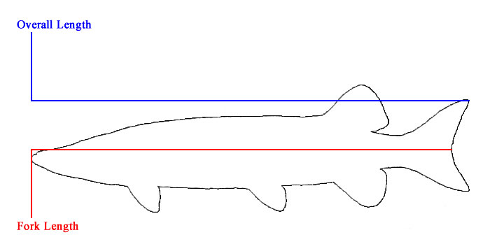 Muskie Measurement Diagram